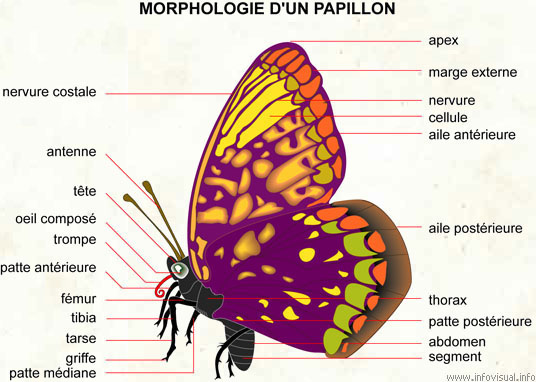 Morphologie d'un papillon selon http://enthomologie.webnode.fr/anatomie-de-linsecte/