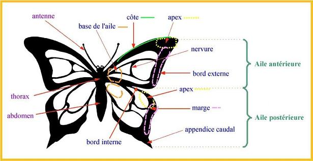 Glossaire papillon selon http://www.papillon-poitou-charentes.org/-Glossaire-.html