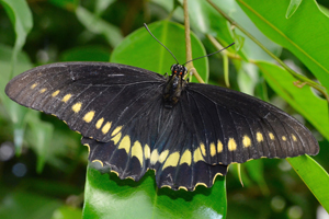Battus polydamas