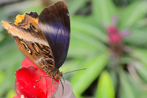 Caligo atreus