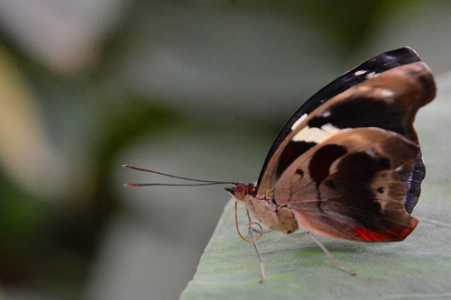 Catonephele numilia