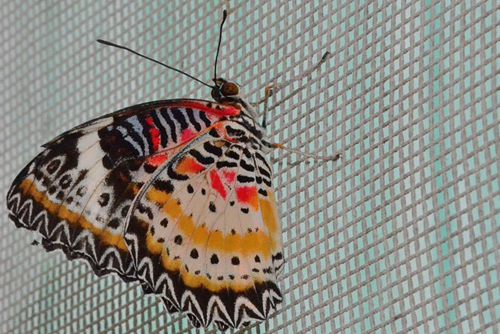 Cethosia biblis