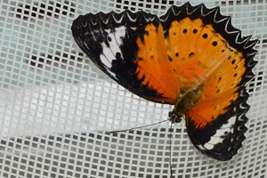 Cethosia biblis