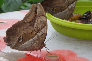 Eryphanis automedon