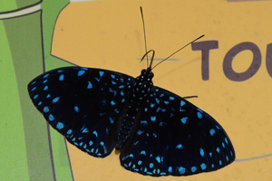 Hamadryas arethusa
