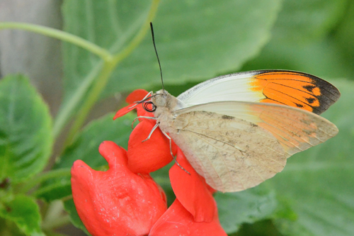 Hebomoia glaucippe