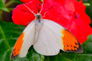 hebomoia glaucippe
