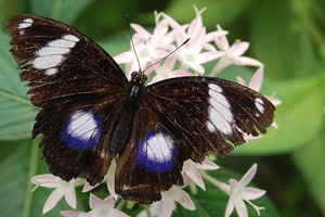 Hypolimnas bolina