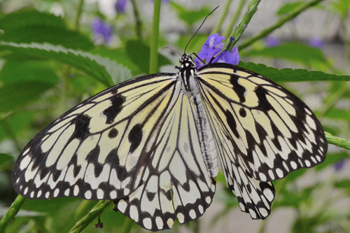 Idea leuconoe