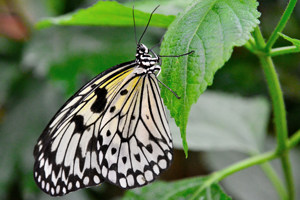 Idea leuconoe