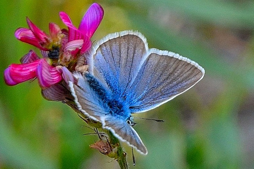 L'Argus Bleu nacré