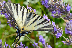Le flambé ou iphiclides podalirius