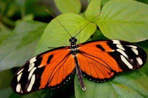 Mechanitis polymnia