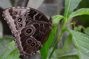 Morpho peleides ou morpho bleu