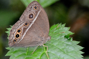 Mycalesis Mineus