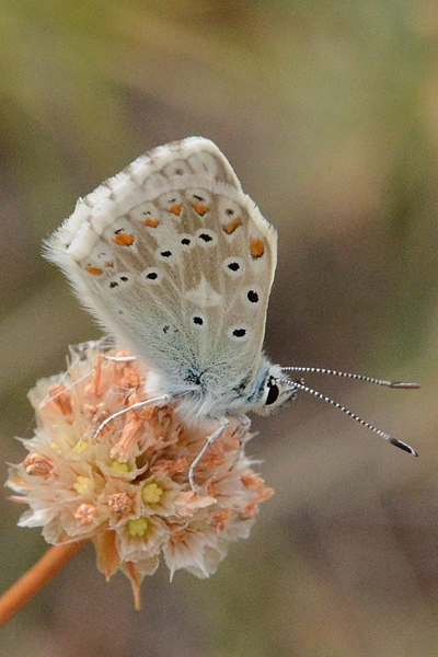 photos de papillons français