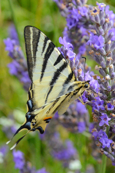 photos de papillons plaisir