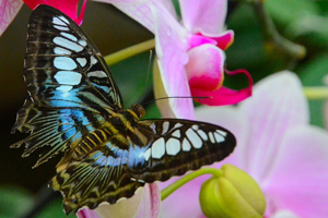Parthenos sylvia