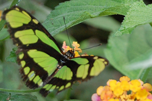 Philaethria dido