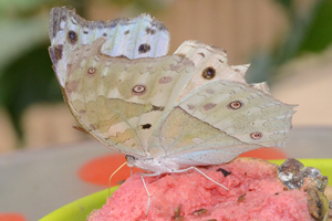 Salamis parhassus