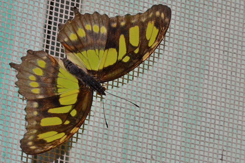 Siproeta steneles