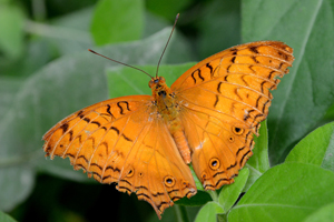 Vindula erota