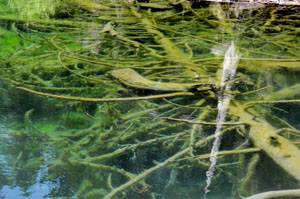 Lac vert
